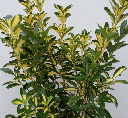 Euonymus jap. 'Aureus'