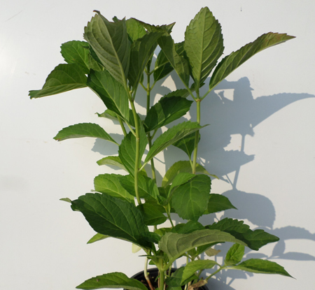 Hydrangea m. 'Mme E. Mouillère'