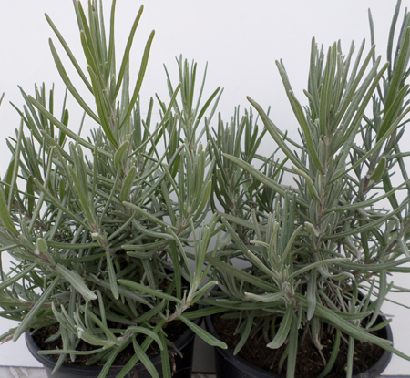 Lavandula ang. 'Munstead'