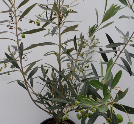 Olea europaea