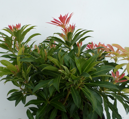 Pieris 'Forest Flame'