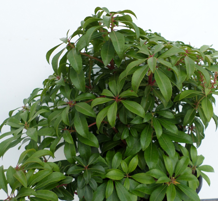 Pieris japonica