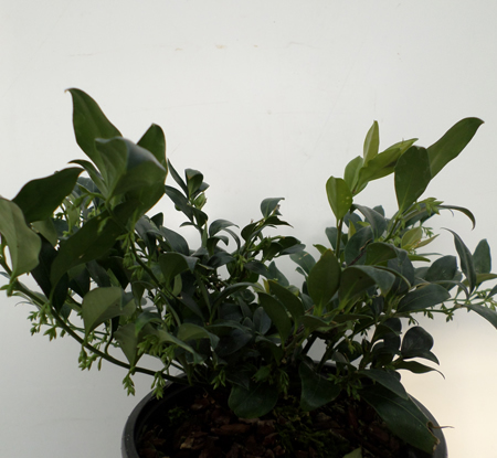 Sarcococca hookeriana humilis