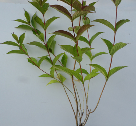 Weigela 'Rosea'