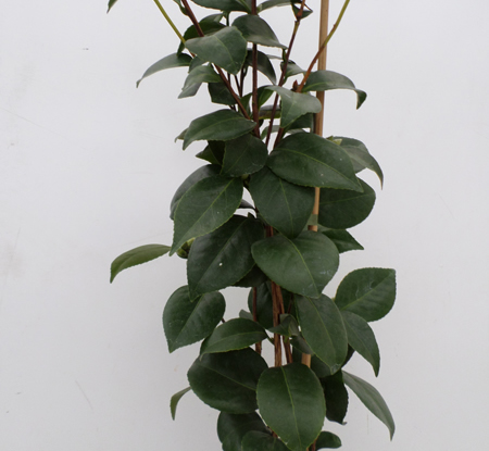 Buxus sempervirens