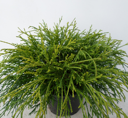 Chamaecyparis p. 'Sungold'