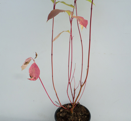 Cornus alba 'Sibirica'