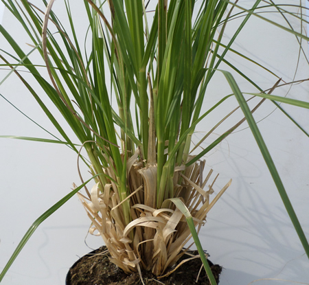 Cortaderia selloana