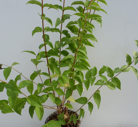 Deutzia scabra 'Plena'