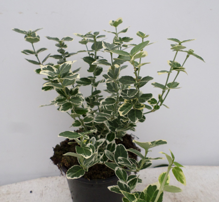 Euonymus fort. 'Emerald Gaiety'