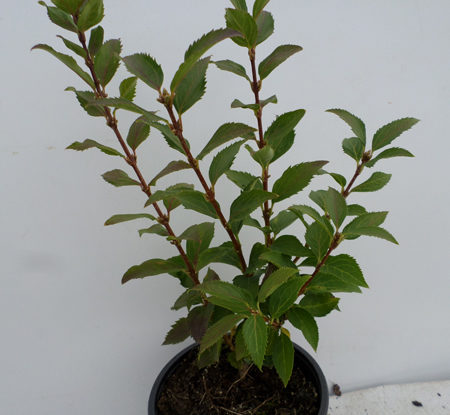 Forsythia 'Goldrausch'