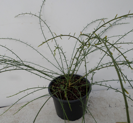 Genista lydia