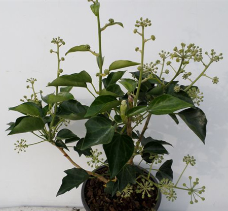 Hedera helix arborescens