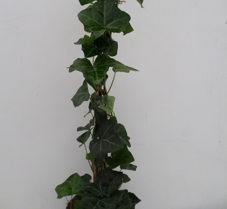 Hedera hibernica
