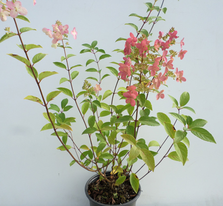 Hydrangea pan. 'Floribunda'