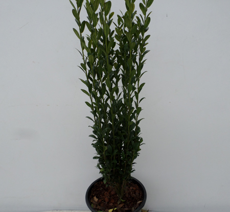 Ilex crenata 'Fastigiata'