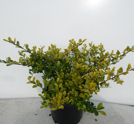 Ilex crenata 'Golden Gem'