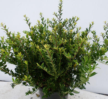Ilex crenata 'Microphylla'