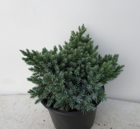 Juniperus squamata 'Blue Star'