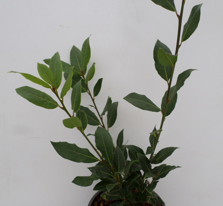 Laurus nobilis