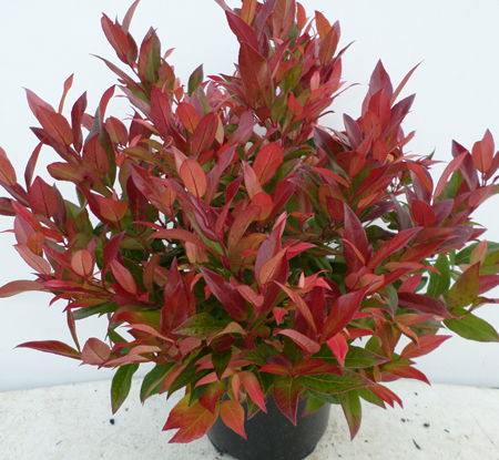 Leucothoe 'Zeblid'
