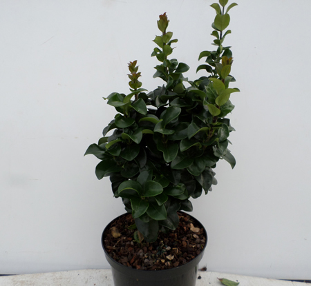 Ligustrum j. 'Rotundifolium'
