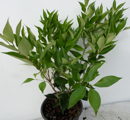 Ligustrum lucidum