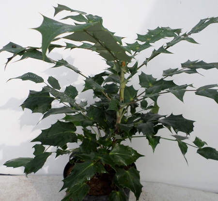 Mahonia japonica