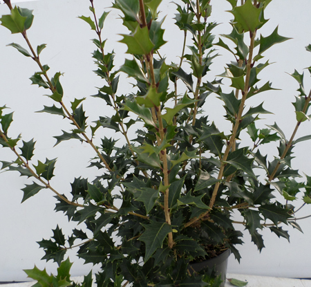 Osmanthus heterophyllus