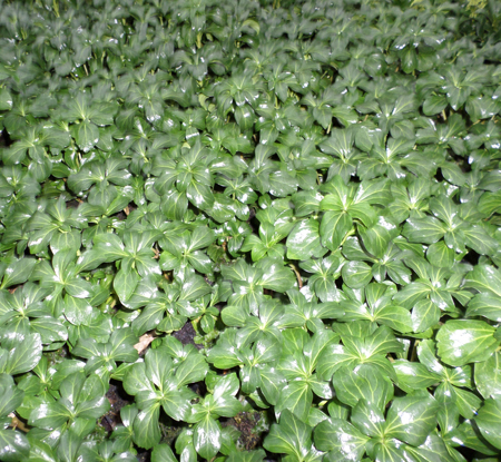 Pachysandra term. 'Green Sheen'