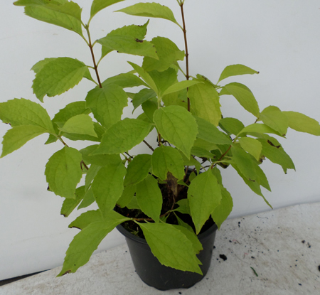 Philadelphus cor. 'Aureus'