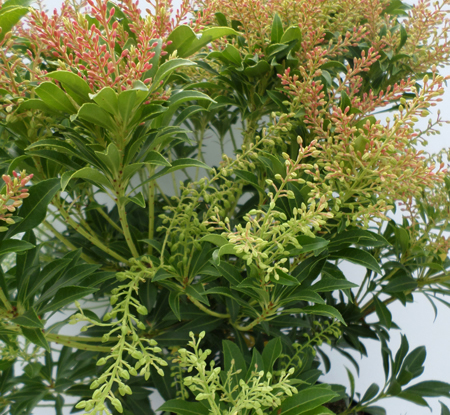 Pieris jap. 'Debutante'