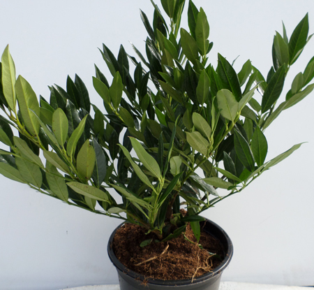 Prunus l. 'Otto Luyken'