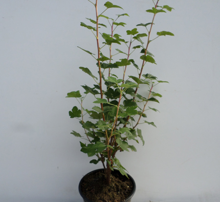 Ribes sanguineum