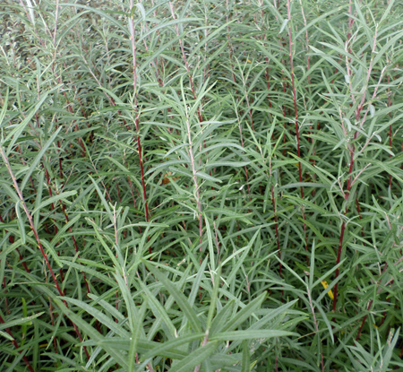 Salix elaeagnos 'Angustifolia'