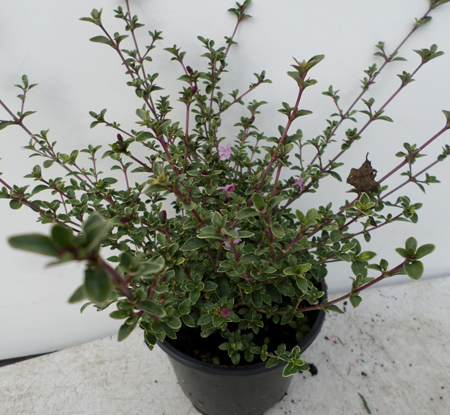 Serissa japonica 'Pink Mystic'