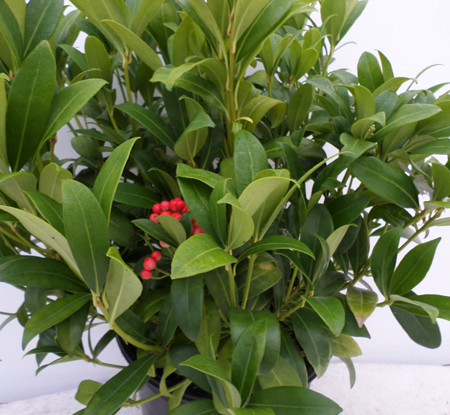 Skimmia japonica