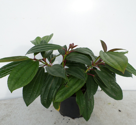 Viburnum davidii