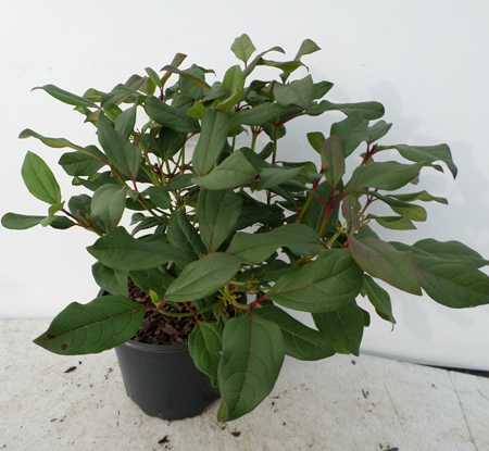 Viburnum globosum 'Jermyns Globe'