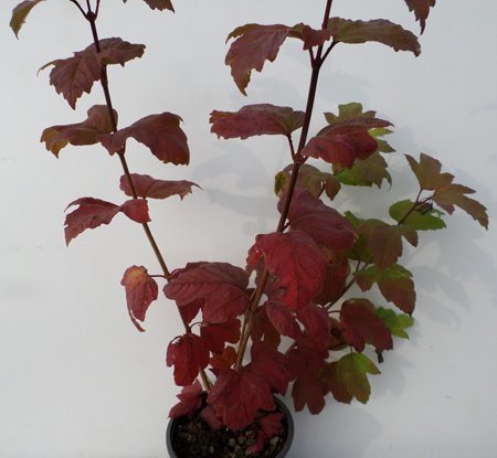 Viburnum opulus 'Roseum'