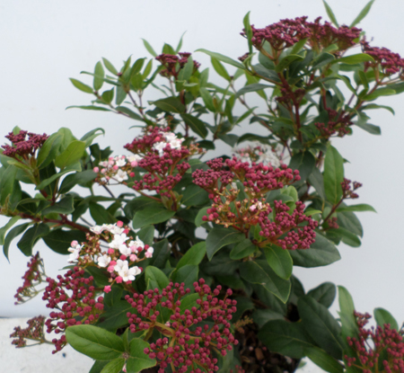Viburnum tinus 'Gwenllian'