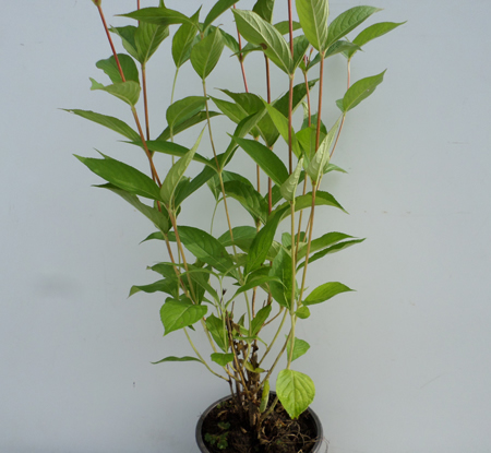 Weigela 'Bristol Ruby'